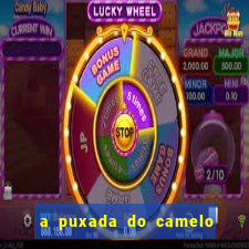 a puxada do camelo no jogo do bicho